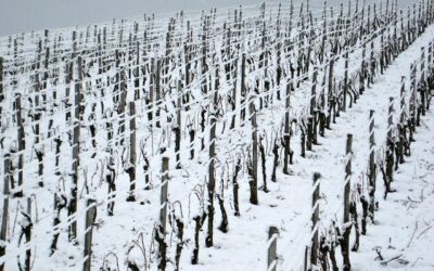 Deutscher Riesling: Vom Säureriesen zum Fruchtzwerg