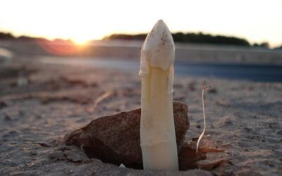 Spargel in der Folie nach Hans Haas