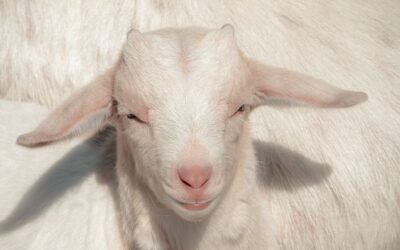 Zicklein: Niedlich und …lecker