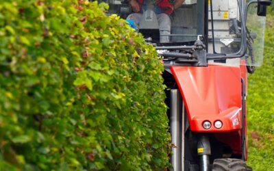 Die Saison des Federweißen hat begonnen