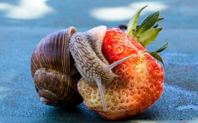 Schweiz stellt Schnecken lila Kühen gleich