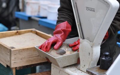 Karpfenverbot und Herzmuschelkrise