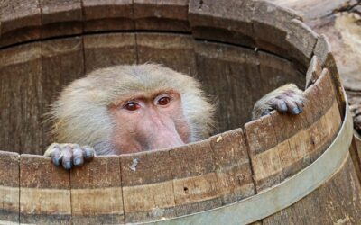 Ex-Sternekoch Franz Keller: Vegan ist dumm