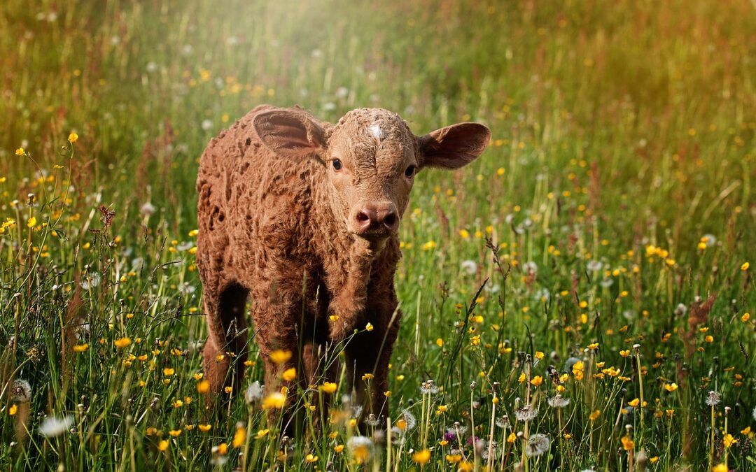 Kommt jetzt die „Tierwohlabgabe“?