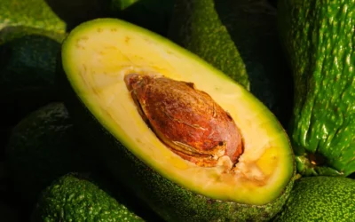 Avocados – beliebt und charakterlos