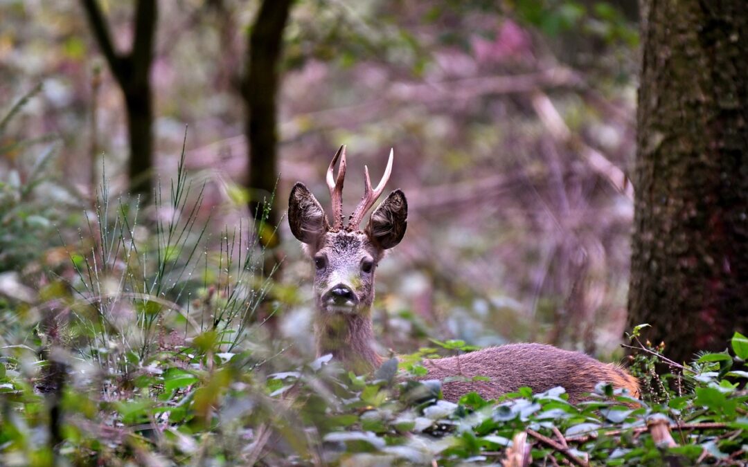 Die Jagd ist auf – Warum mehr Wild im Kochtopf landen sollte