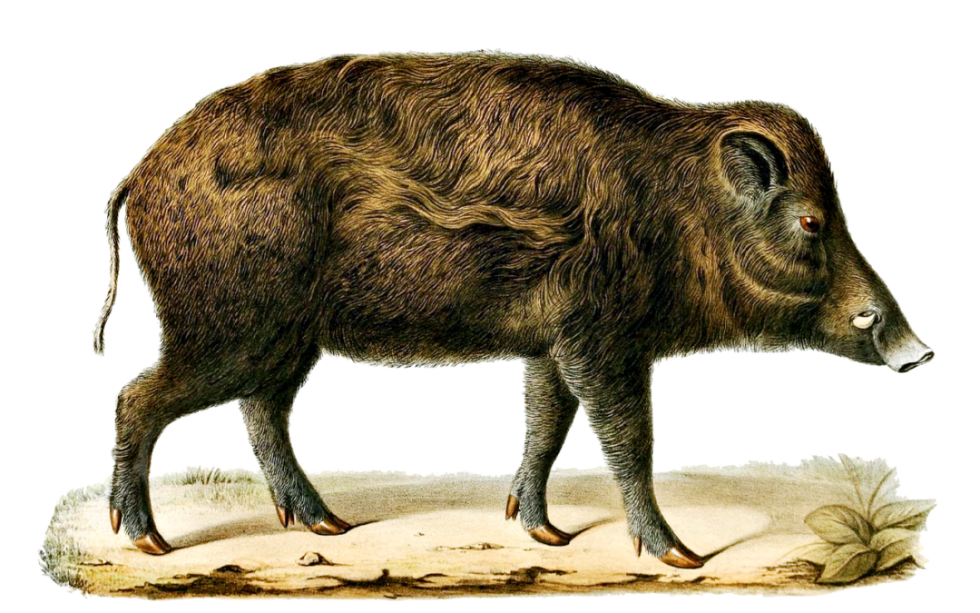 Escoffier (18): Wildschwein und Frischling