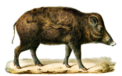Escoffier (18): Wildschwein und Frischling