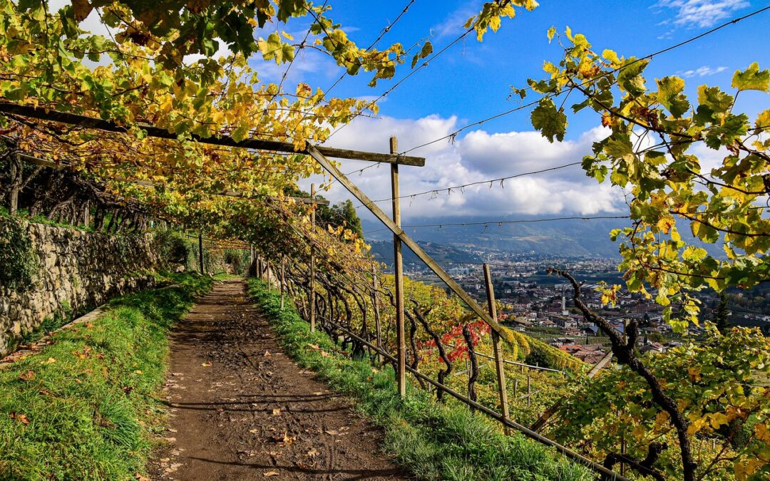 Südtirol – Das Land der Winzergenossenschaften