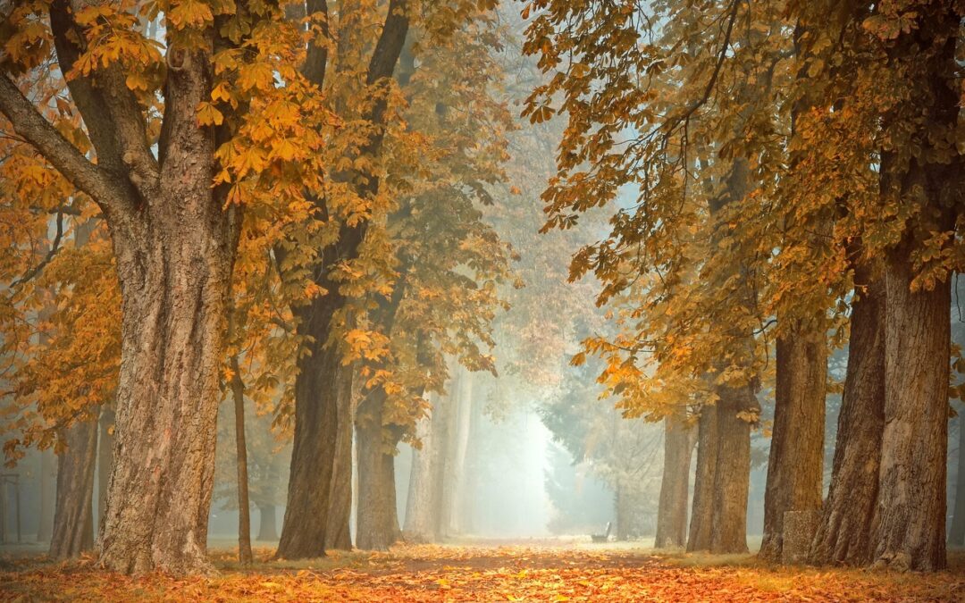 Negerküsse, Sarottimohr und Übergangsmäntel – Gedanken zum Herbstbeginn