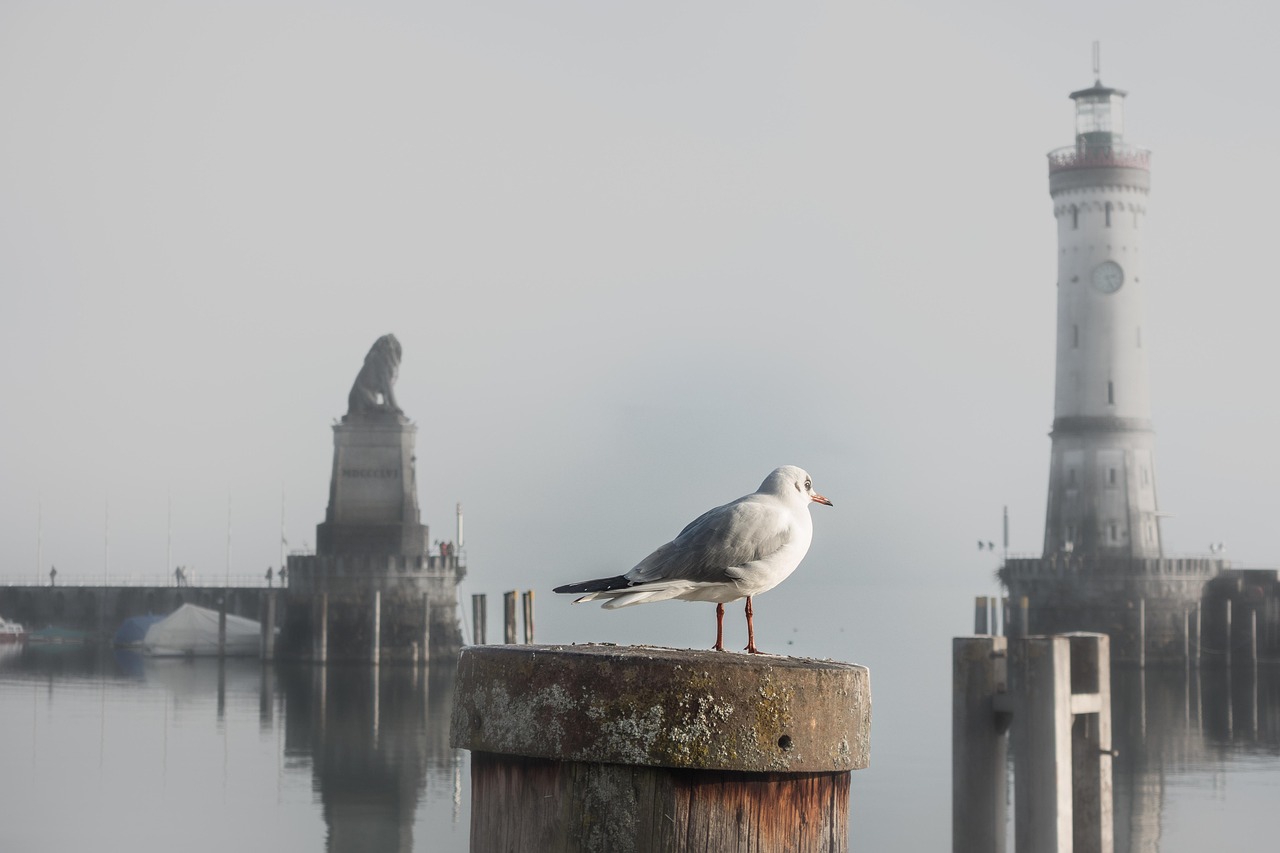 bird-4401223_1280