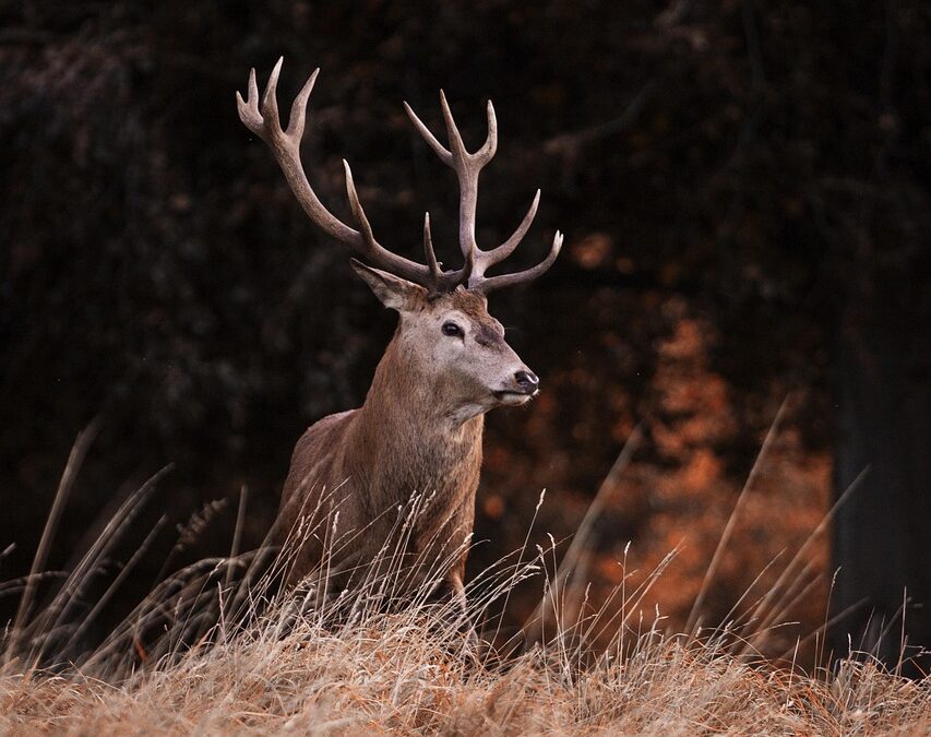 „Gasthaus zum Hirsch“ in Wiesbaden
