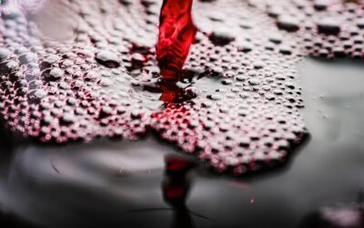 Escoffier (19): Rotweinsauce