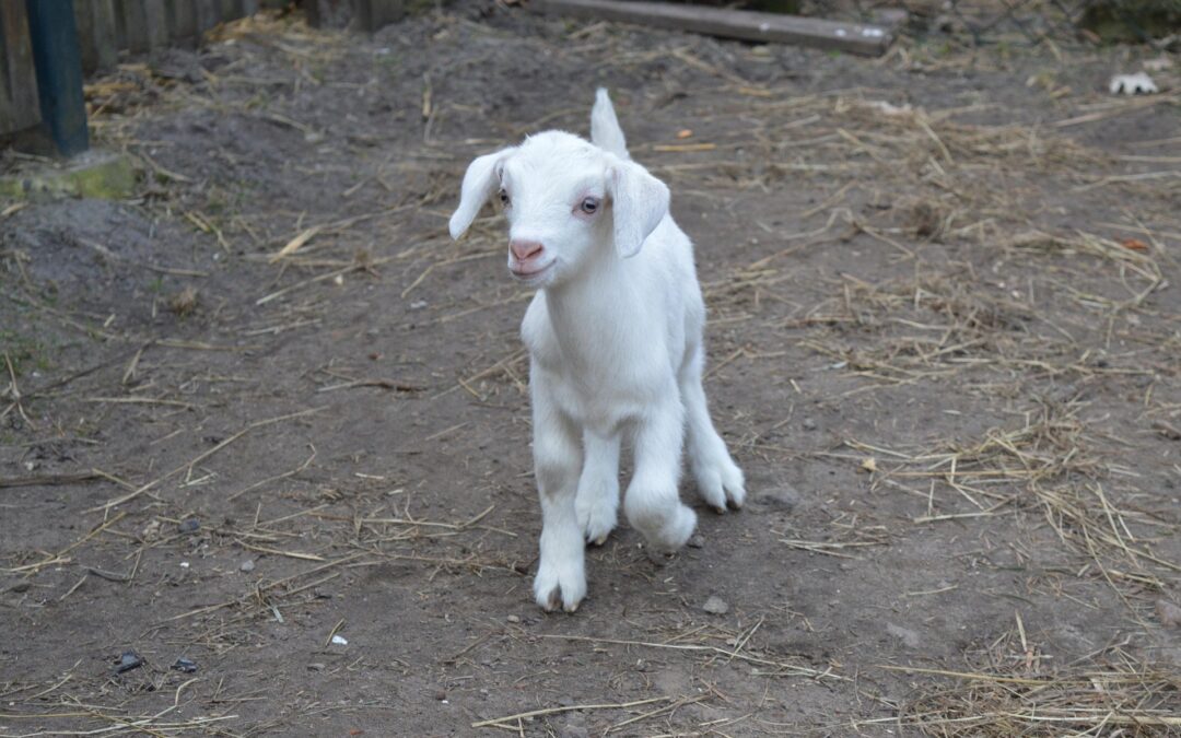 Etscheits Cancel Cuisine: Oster-Zicklein