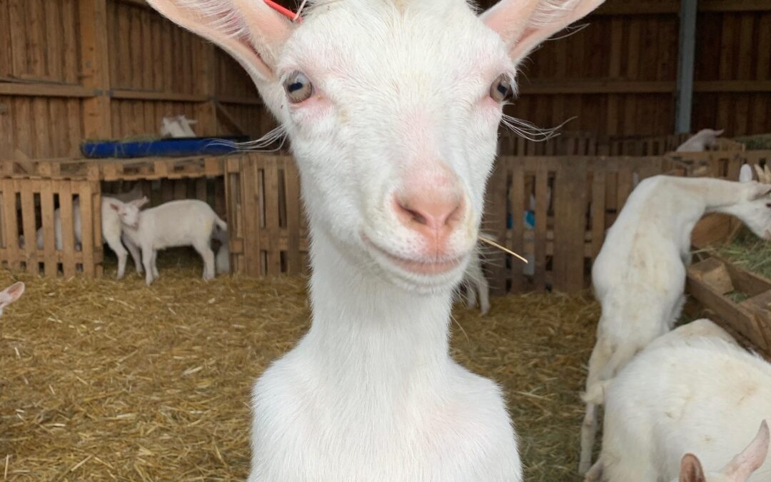 Das aufgegessen-Käsebrevier (6): Zwei Ziegenkäse-Klassiker aus dem Herzen Frankreichs