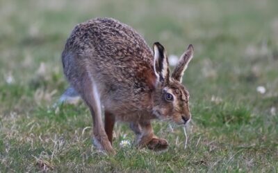 Escoffier (21): Hasenpfeffer