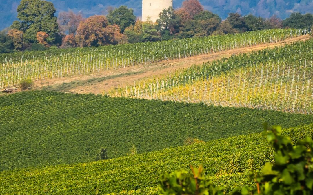 Aussichtsreiche Entdeckung im Rheingau