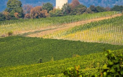 Aussichtsreiche Entdeckung im Rheingau