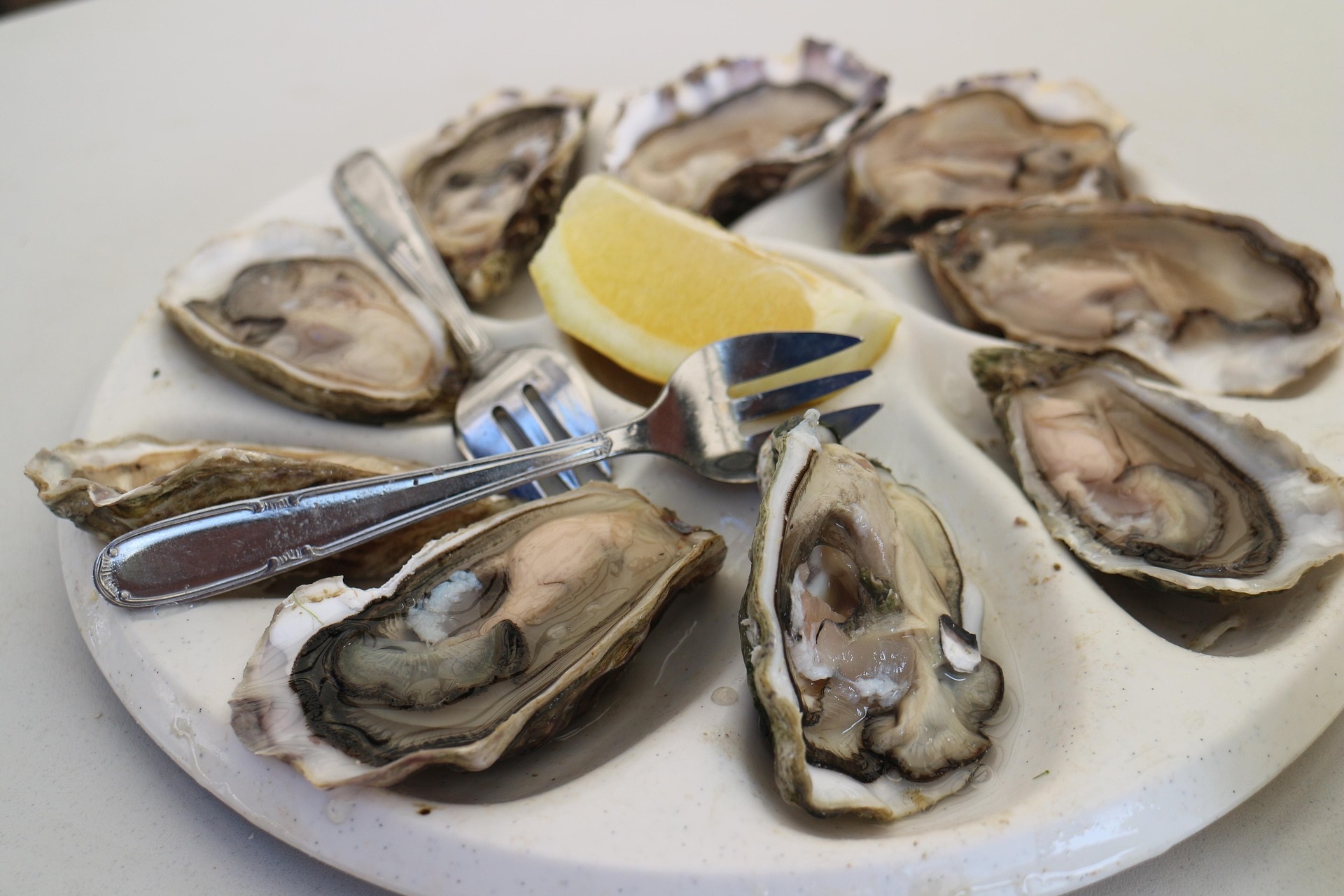 cow5318-oysters-6805970_1920